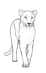 How to draw a lioness - Step 17