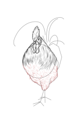 How to draw a cockerel - Step 10