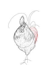 How to draw a cockerel - Step 11