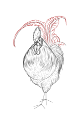 How to draw a cockerel - Step 12