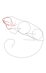 How to draw an iguana - Step 4