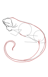 How to draw an iguana - Step 5
