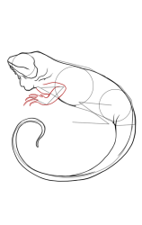 How to draw an iguana - Step 6