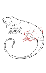 How to draw an iguana - Step 7