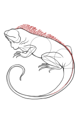 How to draw an iguana - Step 8