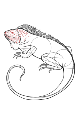 How to draw an iguana - Step 9