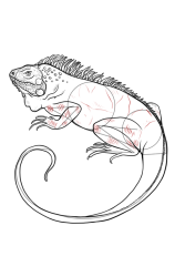 How to draw an iguana - Step 10