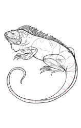 How to draw an iguana - Step 11