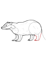 How to draw a badger - Step 11