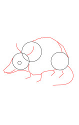 How to draw an Armadillo - Step 2