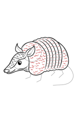 How to draw an Armadillo - Step 8