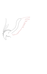How to draw a phoenix - Step 4