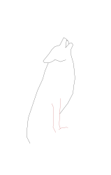 How to draw a coyote - Step 4