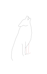 How to draw a coyote - Step 5