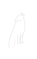 How to draw a coyote - Step 6