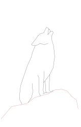 How to draw a coyote - Step 7