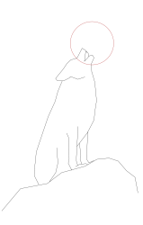 How to draw a coyote - Step 8