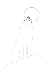 How to draw a coyote - Step 13