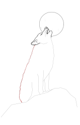 How to draw a coyote - Step 15