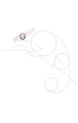 How to draw a chameleon - Step 9