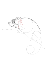 How to draw a chameleon - Step 13