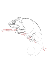 How to draw a chameleon - Step 19