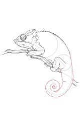 How to draw a chameleon - Step 20