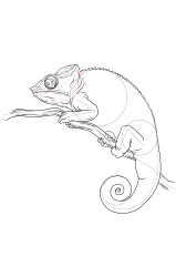 How to draw a chameleon - Step 21