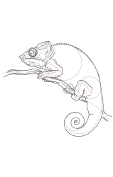 How to draw a chameleon - Step 22