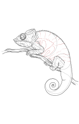 How to draw a chameleon - Step 23