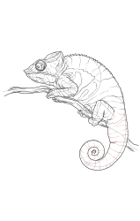 How to draw a chameleon - Step 24