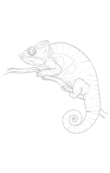 How to draw a chameleon - Step 26