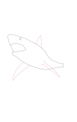 How to draw a megalodon - Step 2