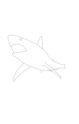 How to draw a megalodon - Step 3