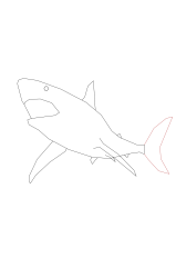 How to draw a megalodon - Step 4