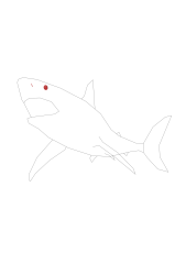 How to draw a megalodon - Step 5