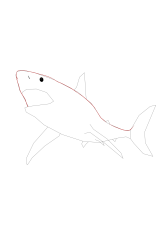 How to draw a megalodon - Step 6