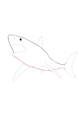 How to draw a megalodon - Step 7