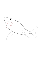 How to draw a megalodon - Step 8