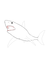 How to draw a megalodon - Step 9