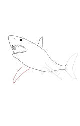 How to draw a megalodon - Step 11