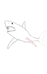 How to draw a megalodon - Step 12