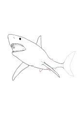 How to draw a megalodon - Step 13