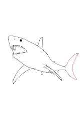 How to draw a megalodon - Step 14