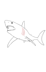 How to draw a megalodon - Step 15