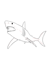 How to draw a megalodon - Step 16