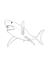 How to draw a megalodon - Step 17