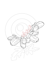 How to draw chrysanthemum - Step 8