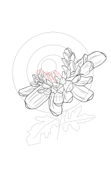 How to draw chrysanthemum - Step 11