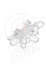 How to draw chrysanthemum - Step 12